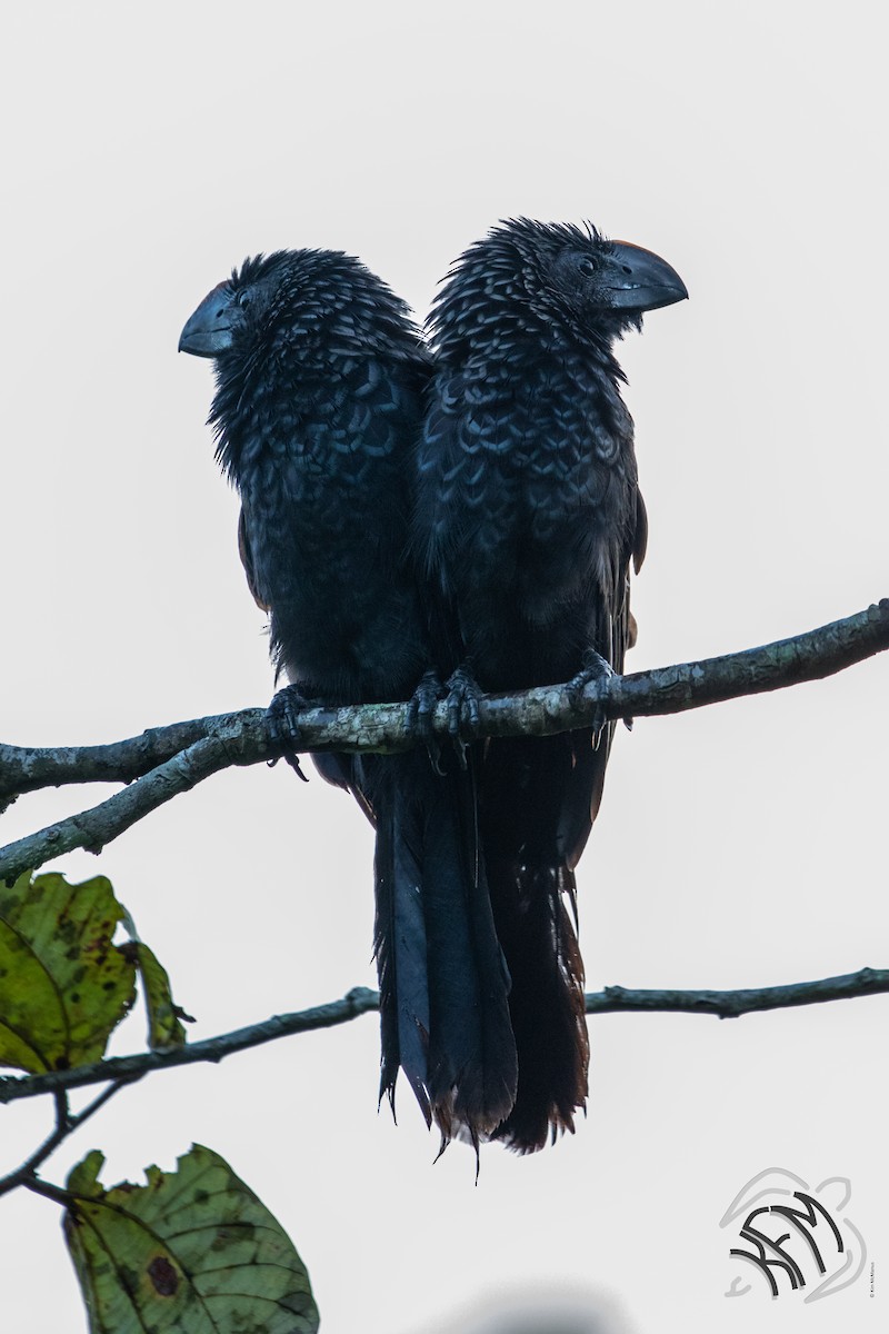 Smooth-billed Ani - ML140883011