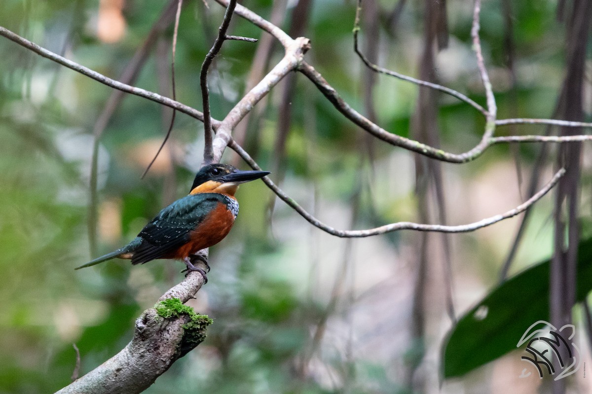 Green-and-rufous Kingfisher - ML140883231