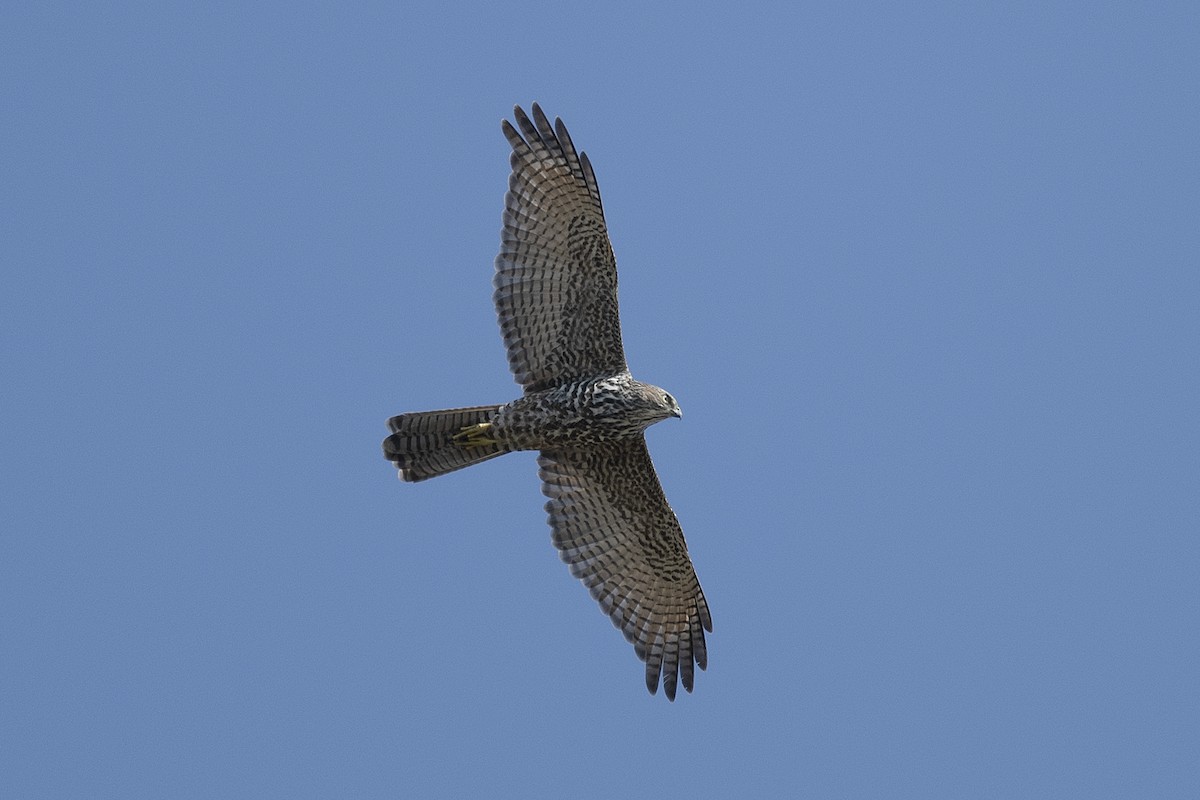 Brown Goshawk - Michael Fuhrer