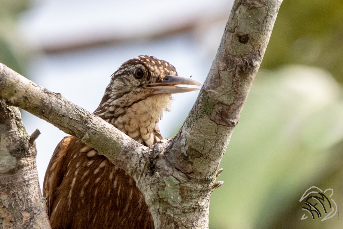 Buff-throated Woodcreeper - ML140883441