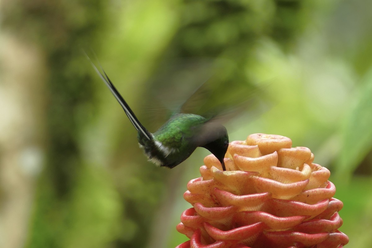 Green Thorntail - ML140884081