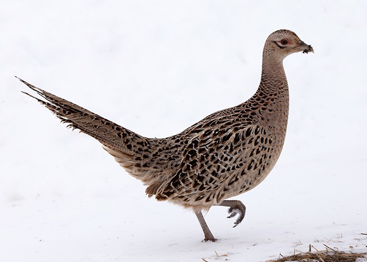 Ring-necked Pheasant - ML140884851