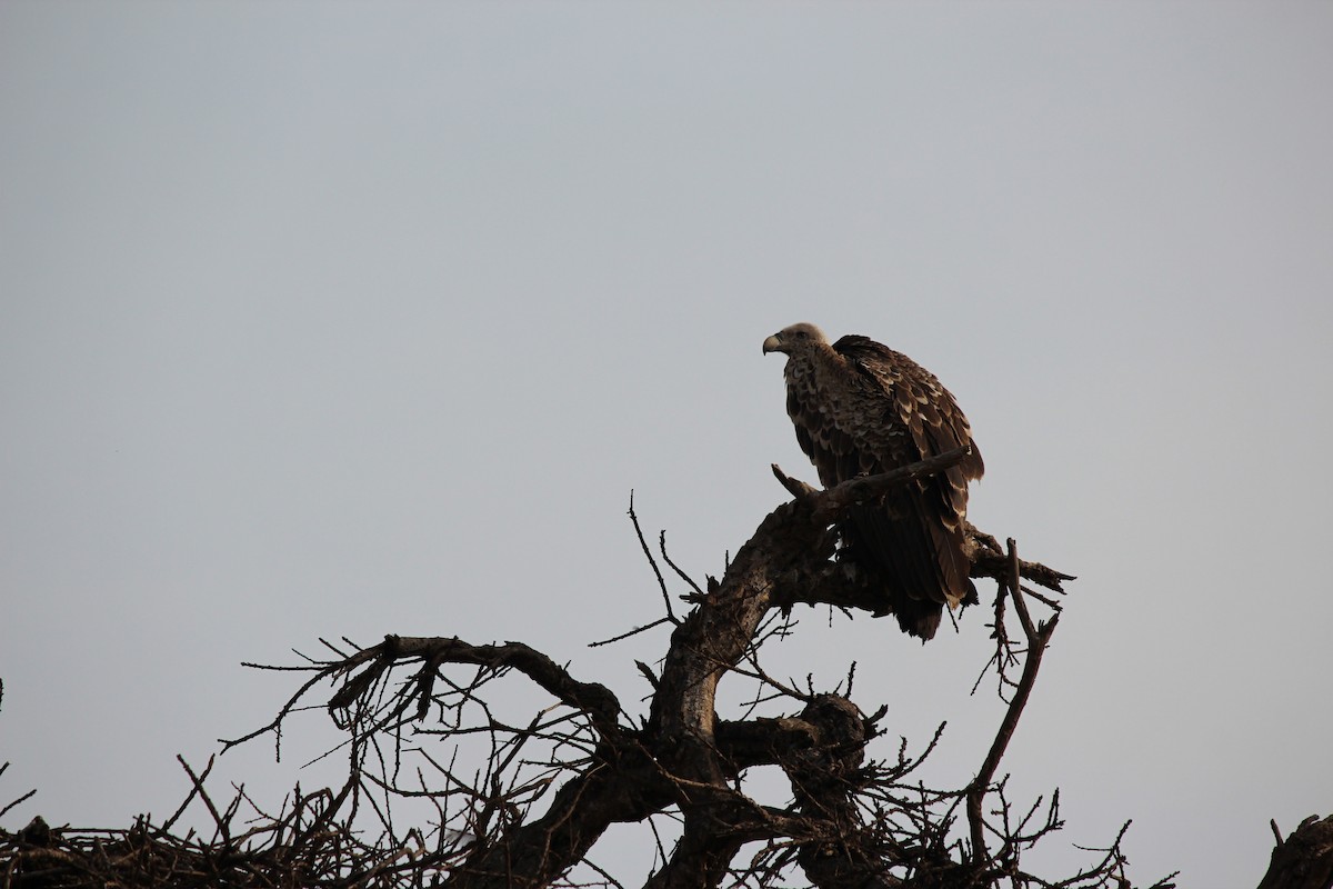 Rüppell's Griffon - ML140885521