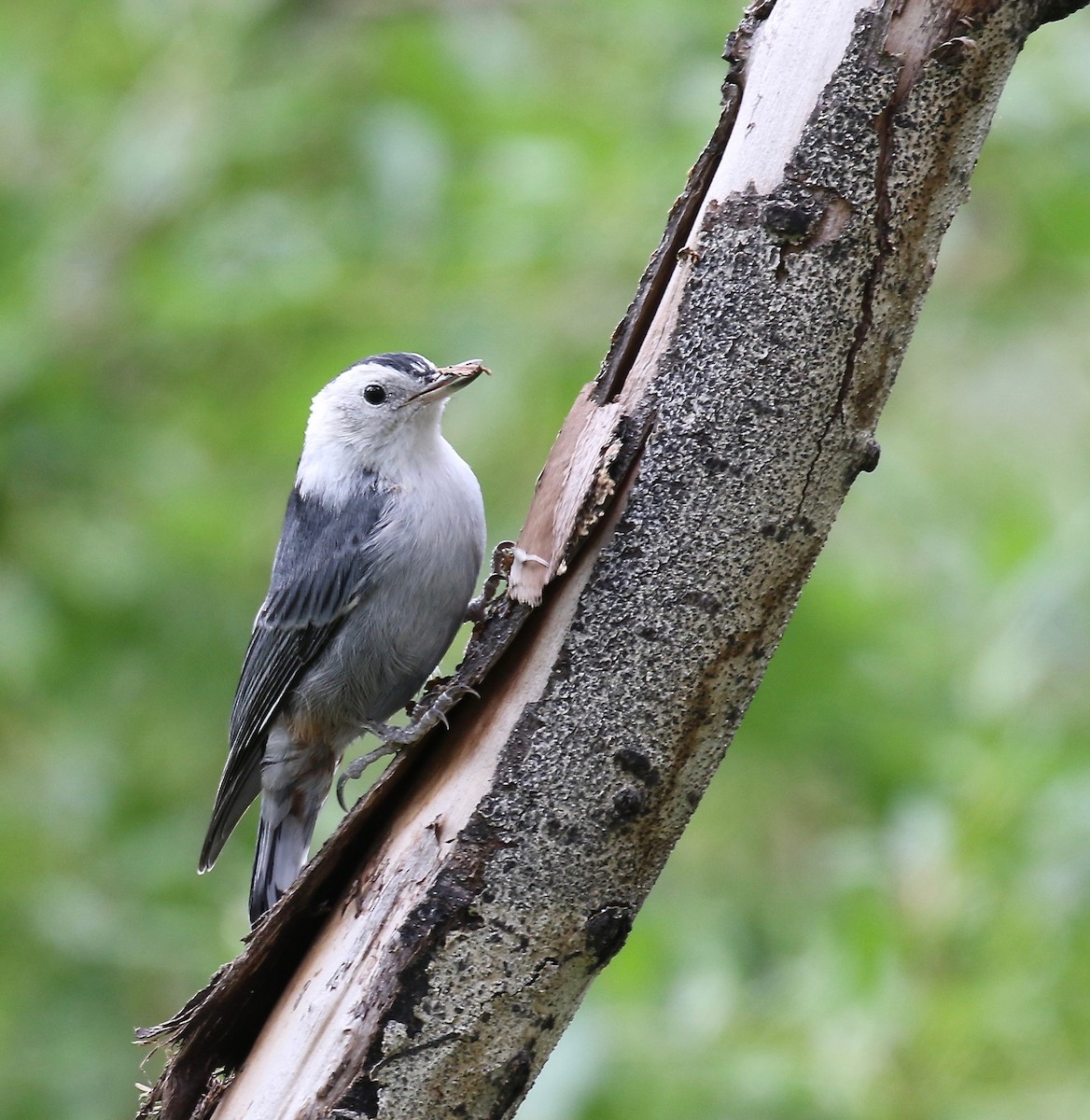 White-breasted Nuthatch - ML140886531