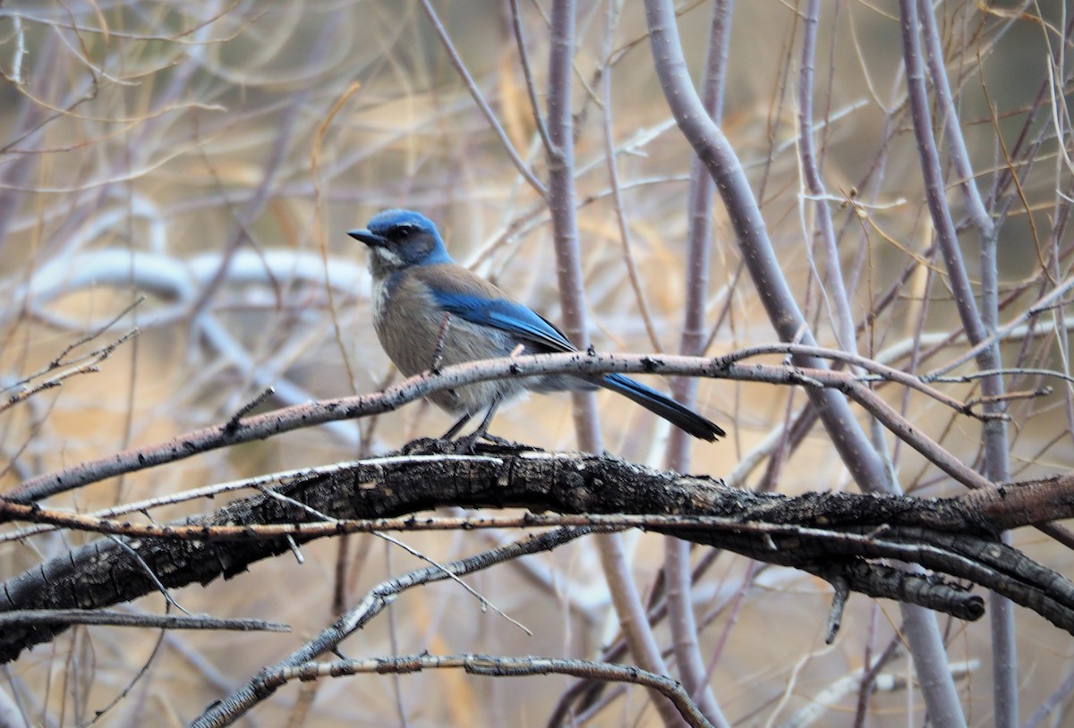 Woodhouse's Scrub-Jay - ML140887721