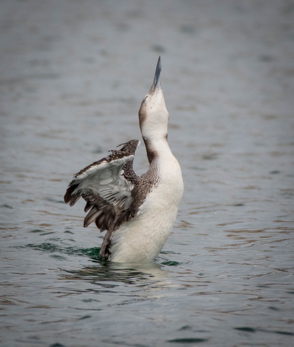 Common Loon - Mary McSparen