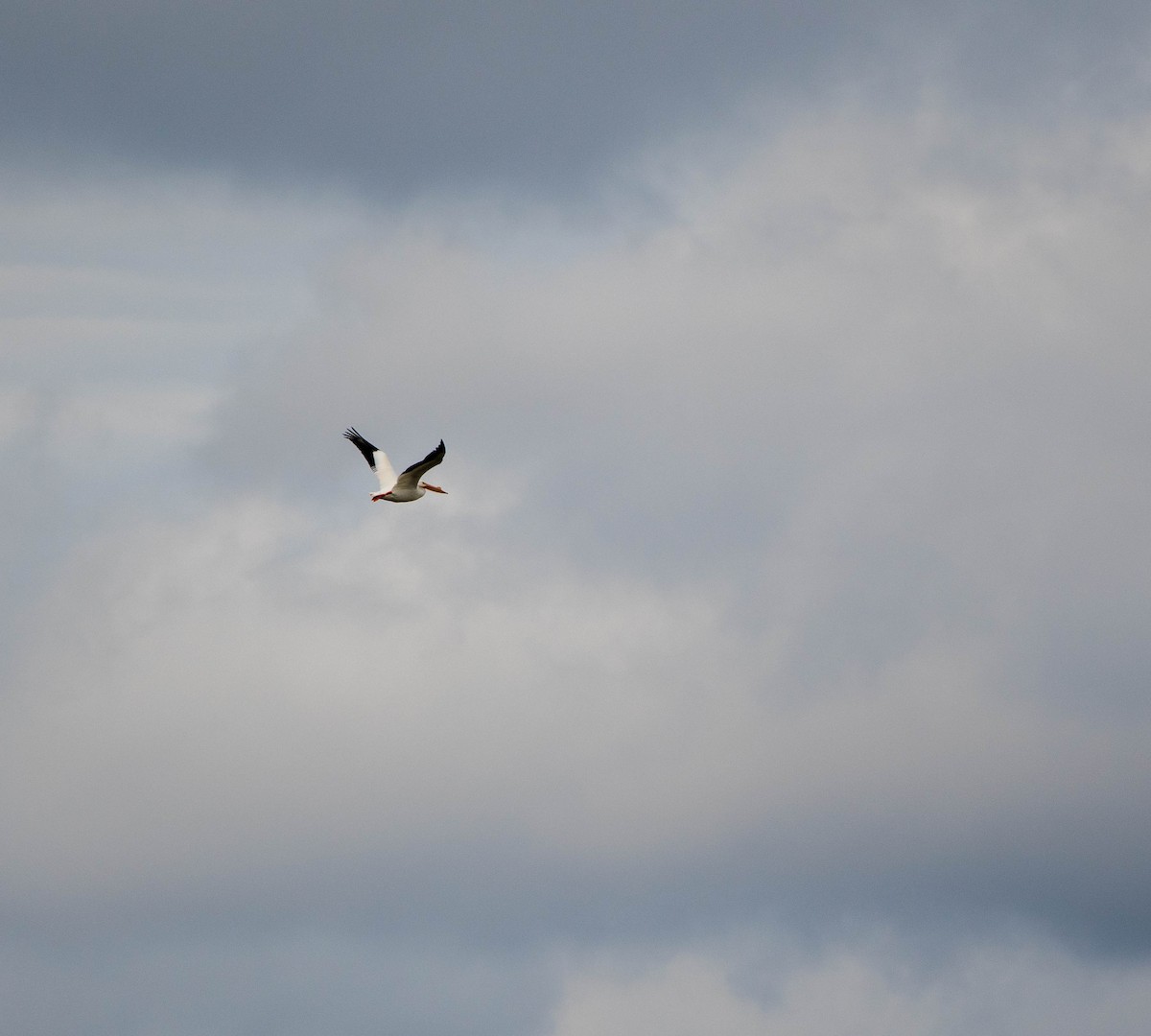 American White Pelican - ML140887981