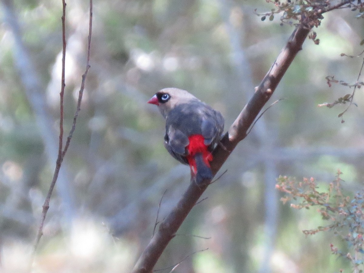 Beautiful Firetail - Kumiko Callaway