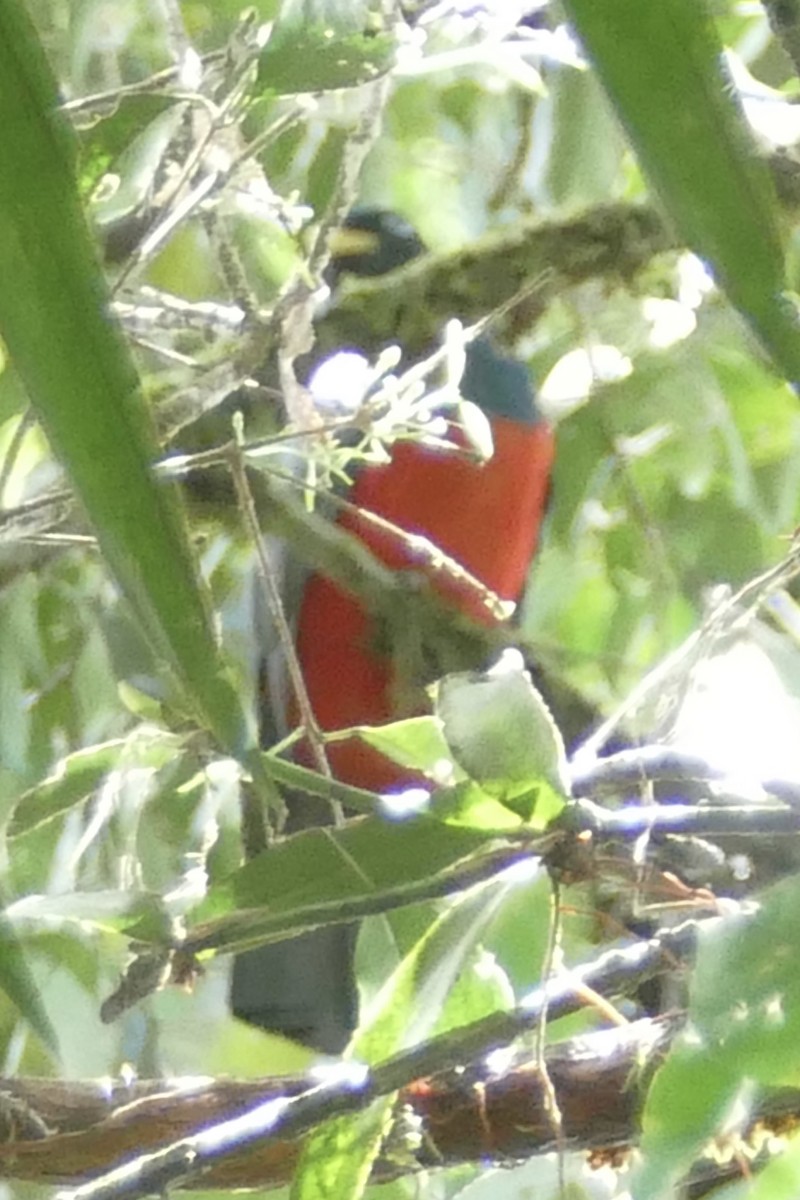 Blue-tailed Trogon - ML140888661