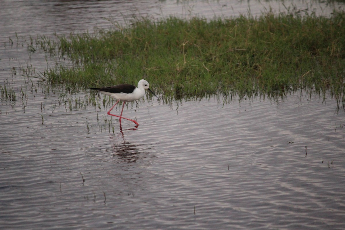 Black-winged Stilt - ML140889241