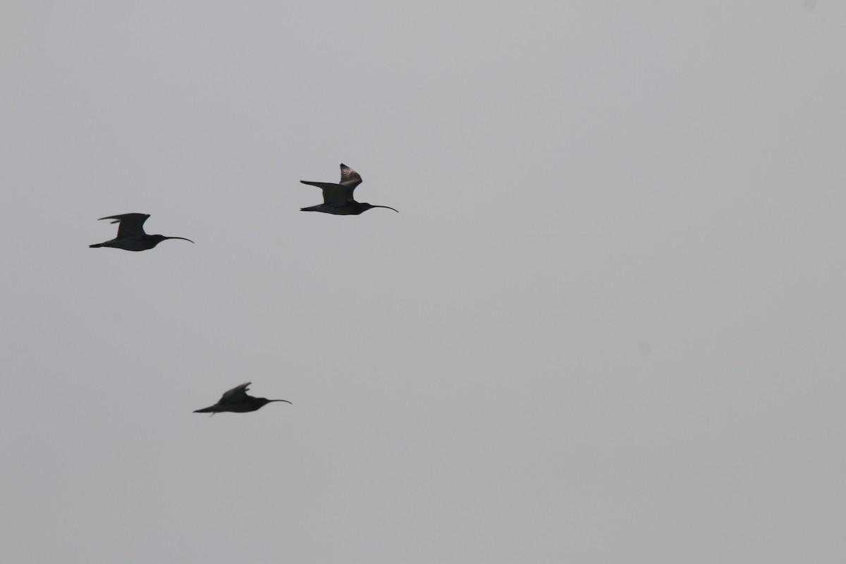 Eurasian Curlew - ML140889271