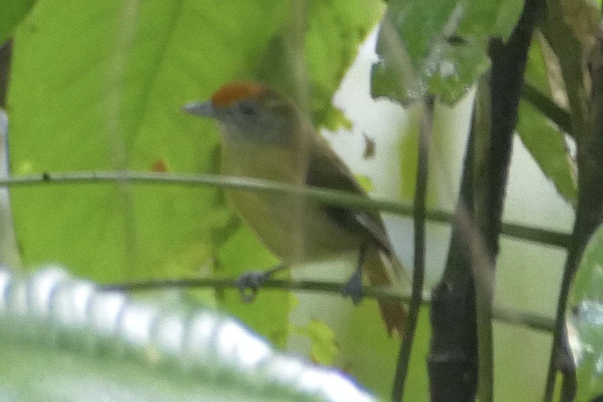Tawny-crowned Greenlet - ML140889461