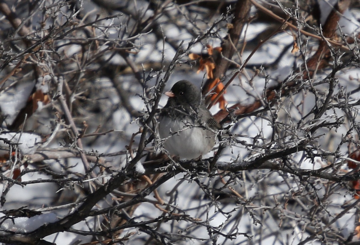 Юнко сірий (підвид hyemalis/carolinensis) - ML140889931