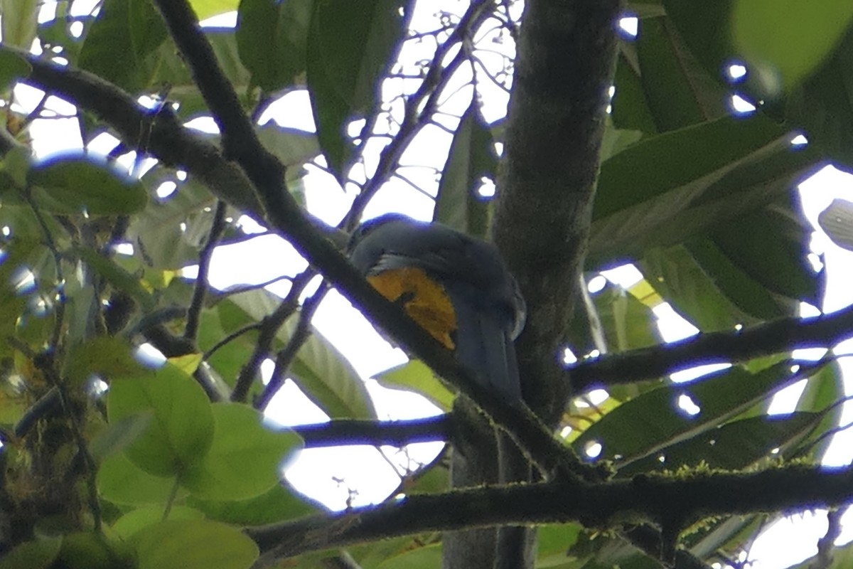 Ak Kuyruklu Trogon - ML140890131