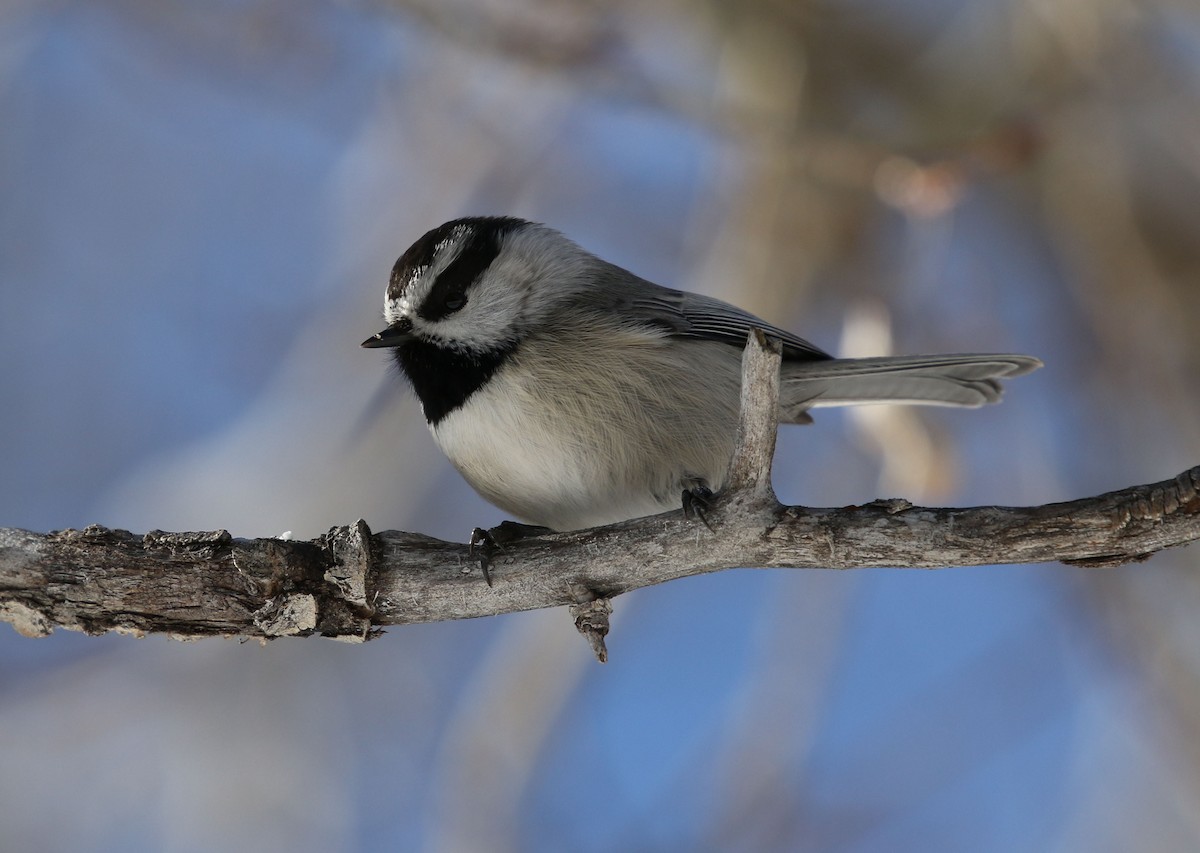 Mountain Chickadee - ML140890371