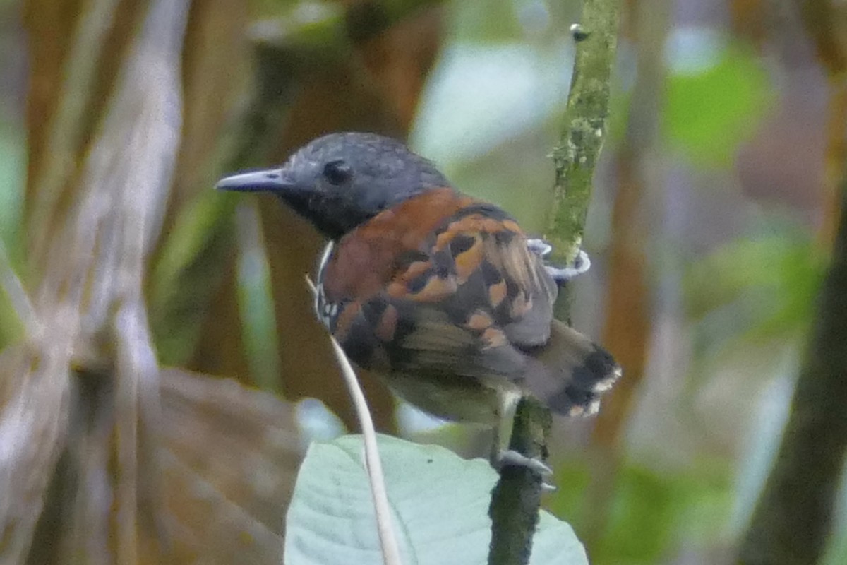 Spotted Antbird - Peter Kaestner