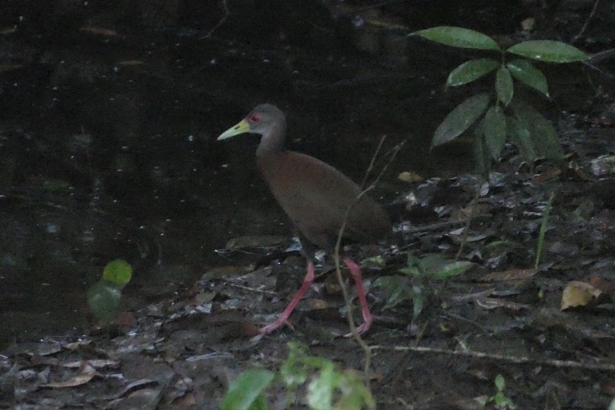 Brown Wood-Rail - ML140892301