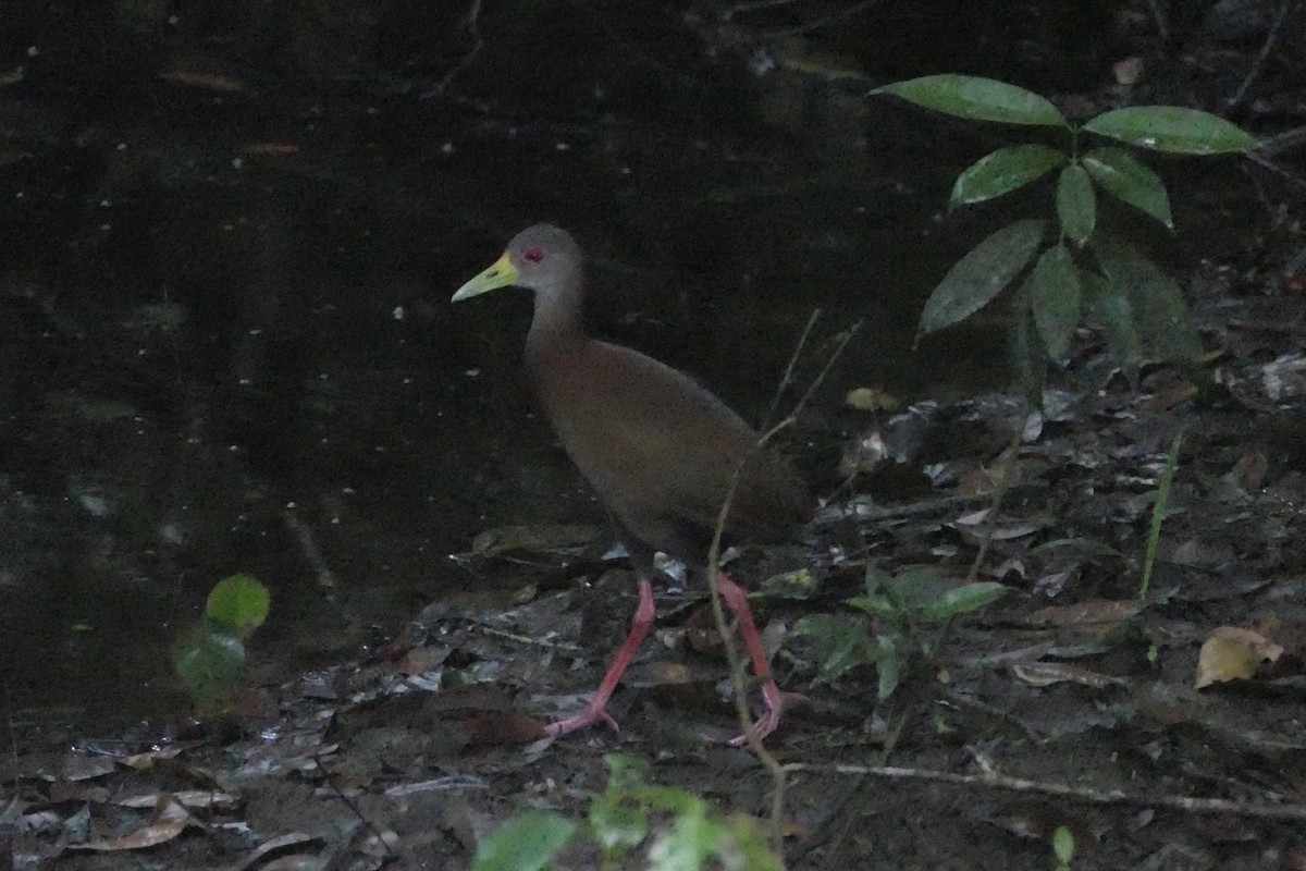 Brown Wood-Rail - ML140892311