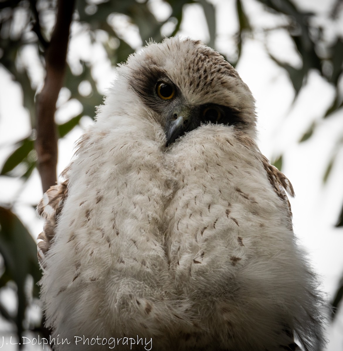 Powerful Owl - ML140892821