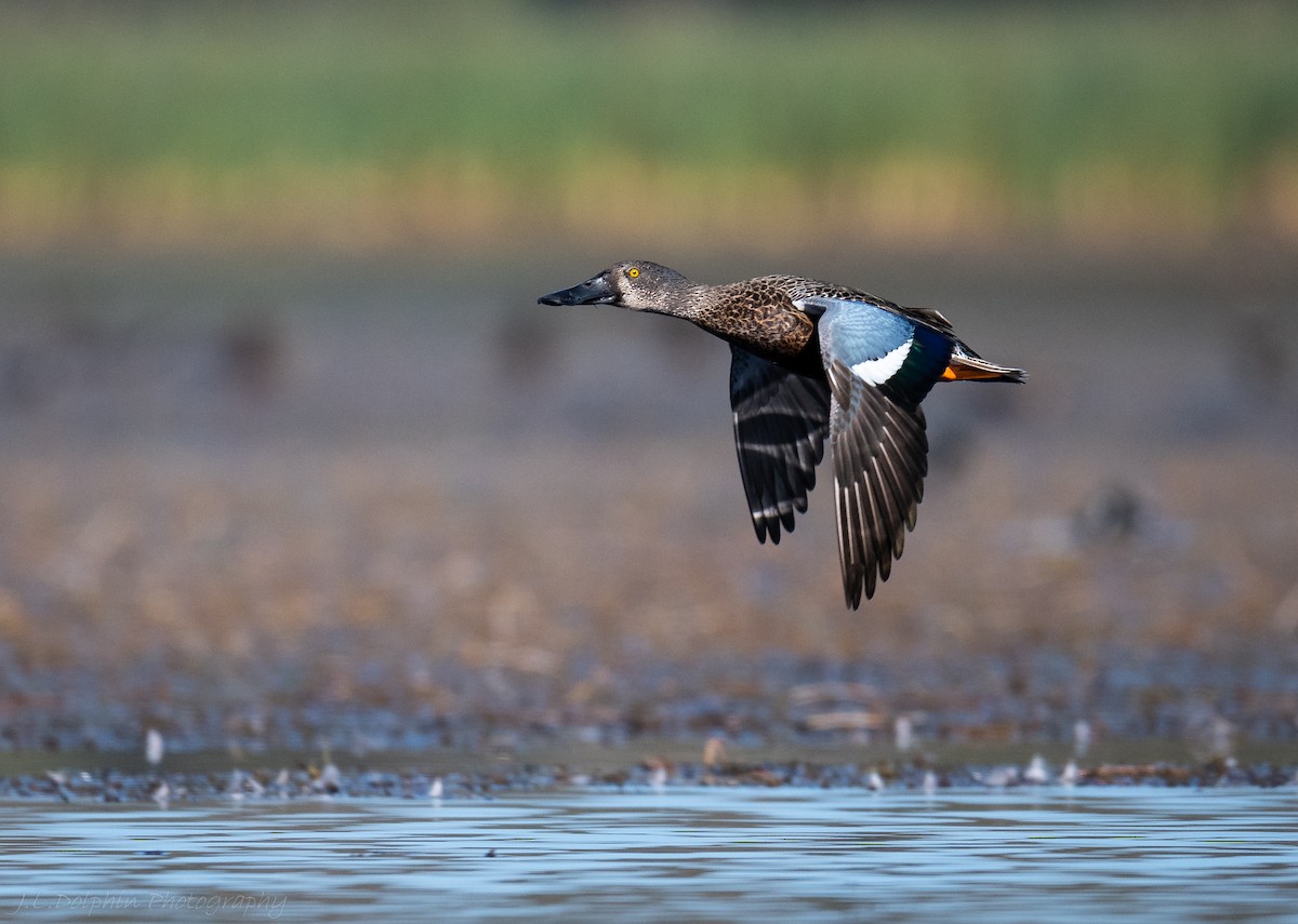 lžičák australský - ML140892861