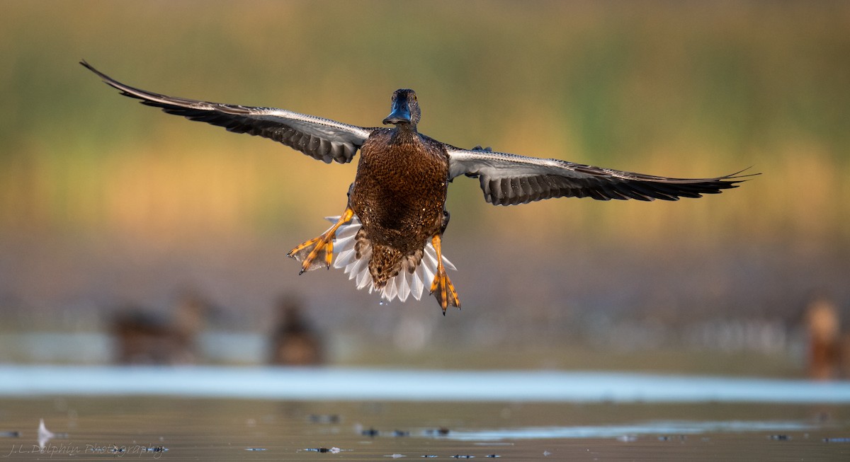 Australasian Shoveler - ML140892871