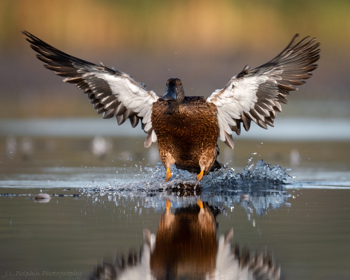 Australasian Shoveler - ML140892881