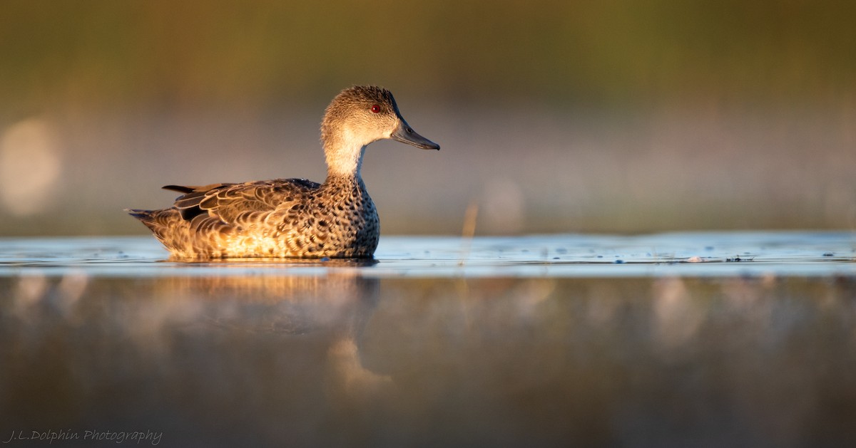 čírka bělohrdlá - ML140892901