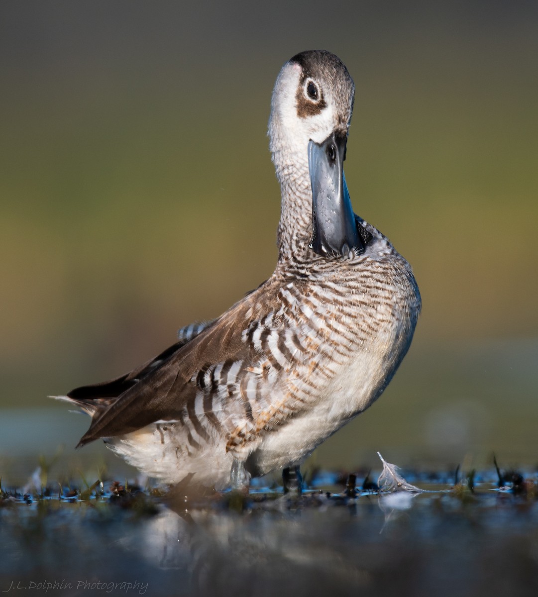 Pink-eared Duck - ML140892931