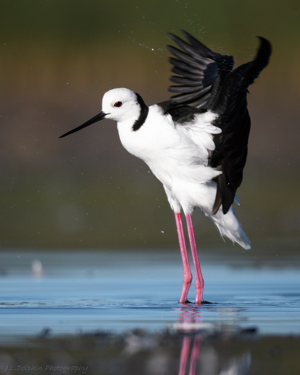 pisila bělohlavá - ML140892951