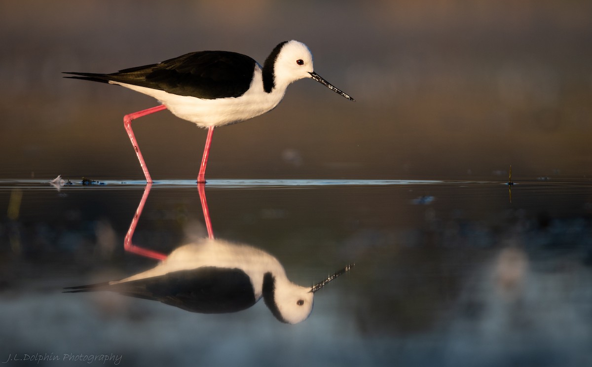 Pied Stilt - ML140892981