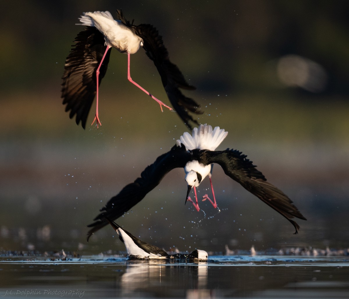 Pied Stilt - ML140892991