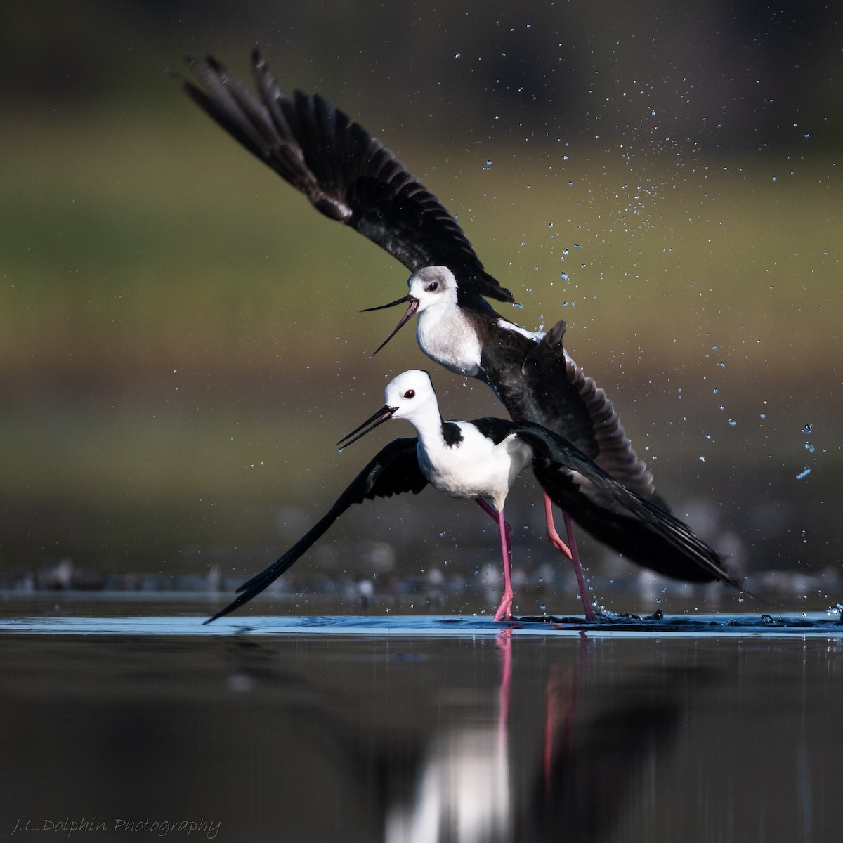 Pied Stilt - ML140893001