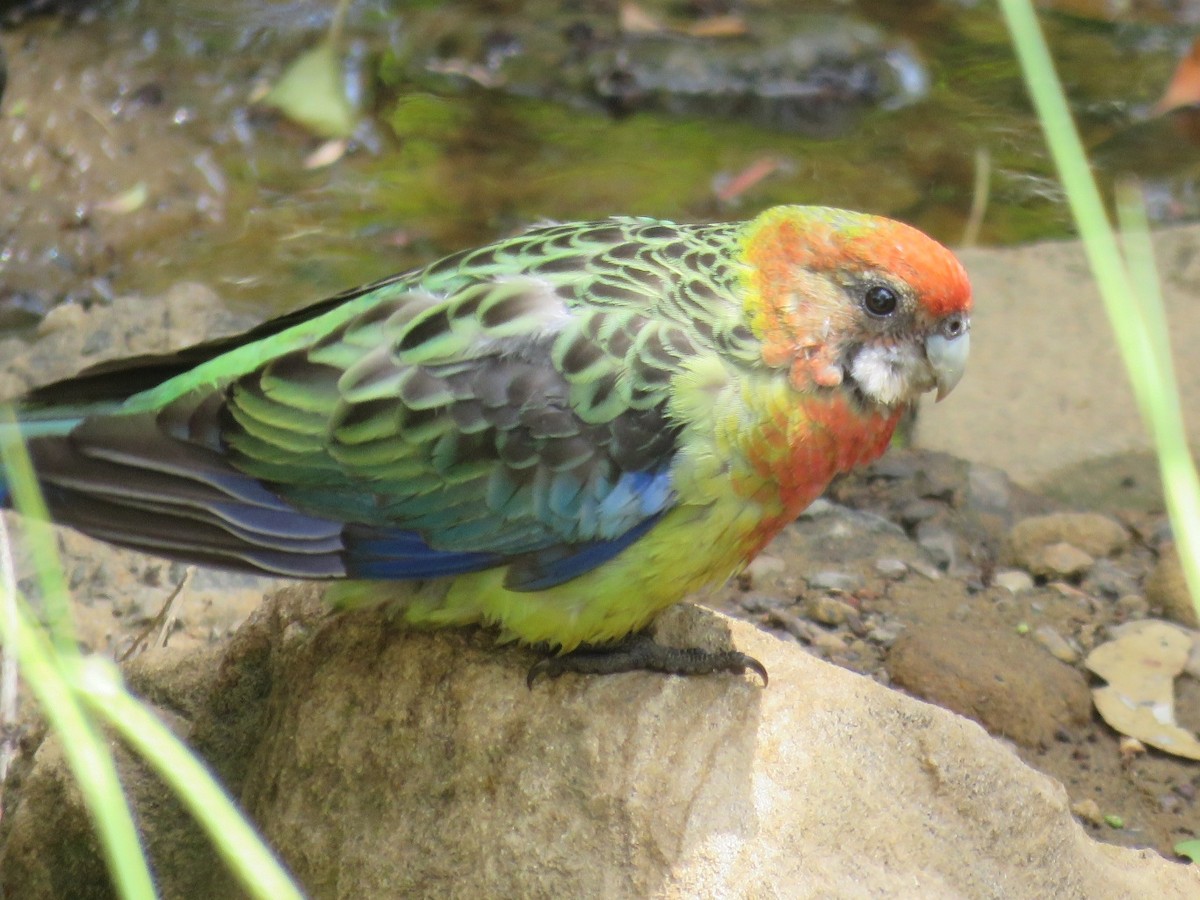 Eastern Rosella - ML140893281