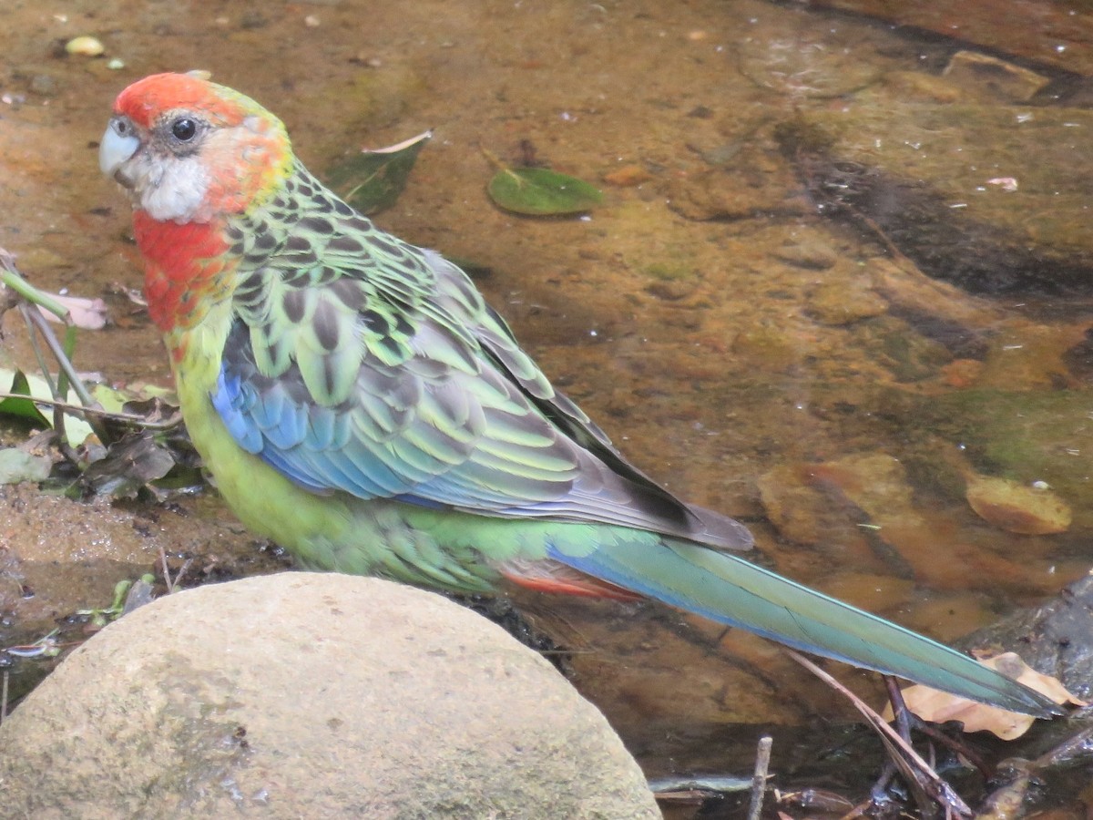 Eastern Rosella - ML140893311