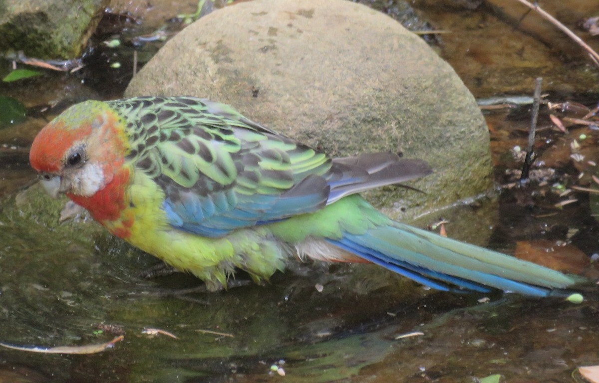 Eastern Rosella - ML140893321