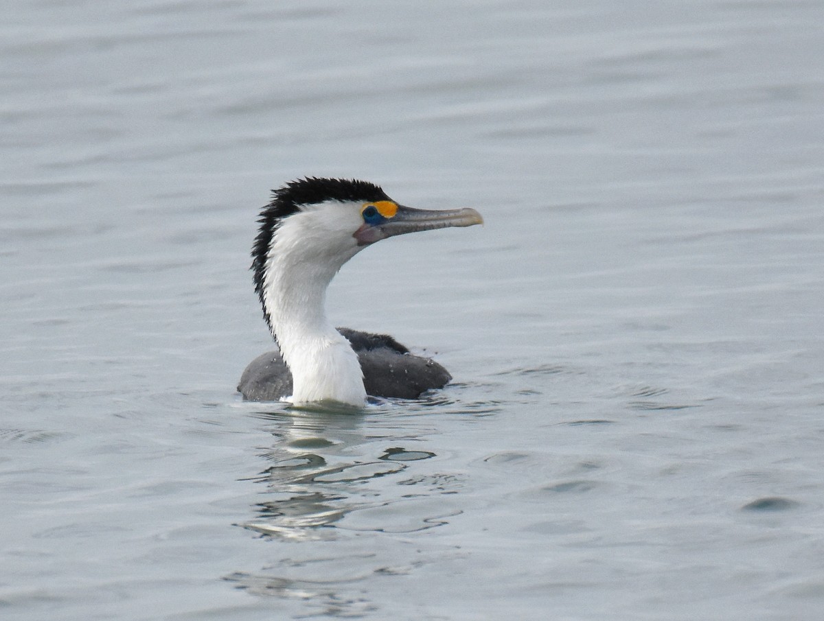 Pied Cormorant - ML140895041