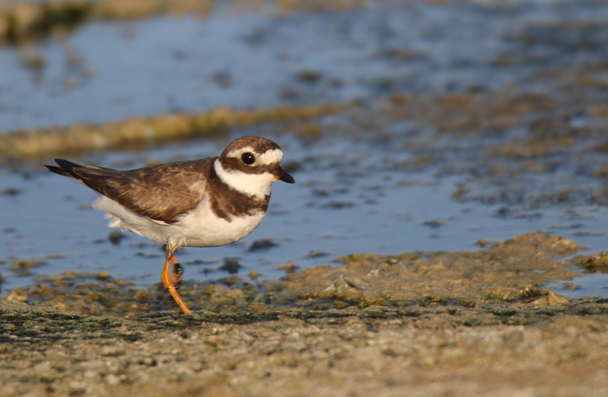 Common Ringed Plover - ML140895241
