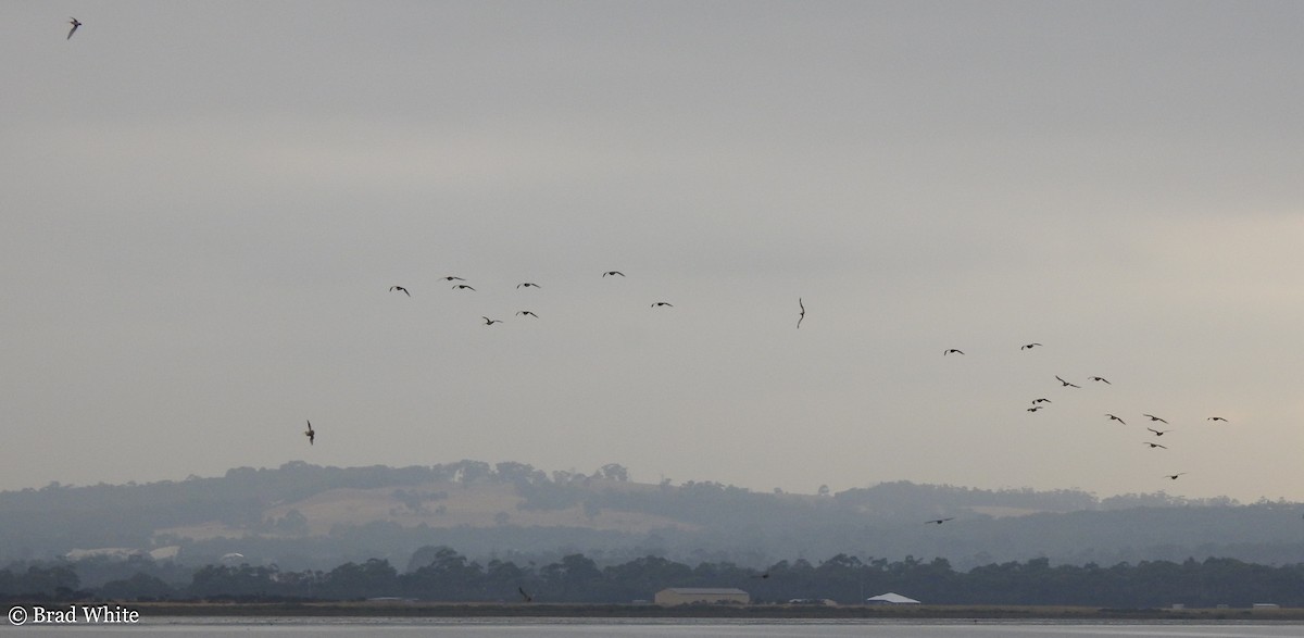 Far Eastern Curlew - ML140895831