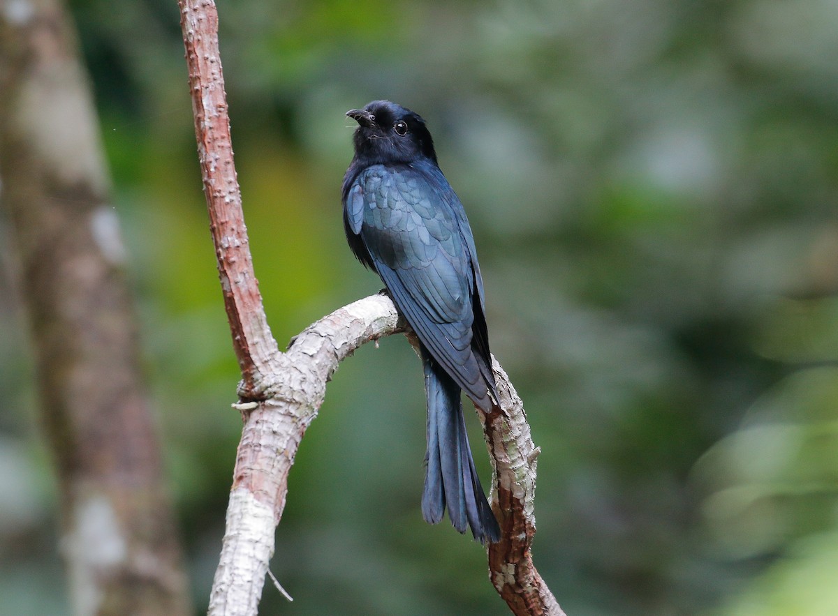 Square-tailed Drongo-Cuckoo - ML140895971