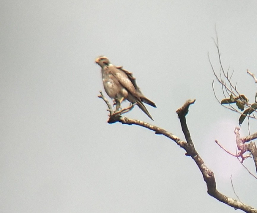 White-eyed Buzzard - ML140897561