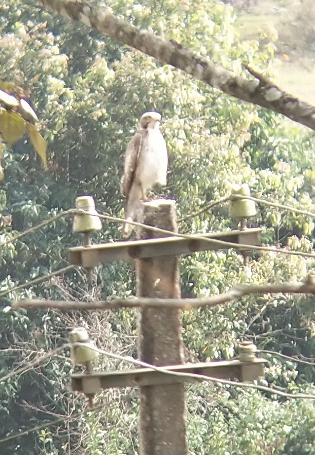 White-eyed Buzzard - ML140897571