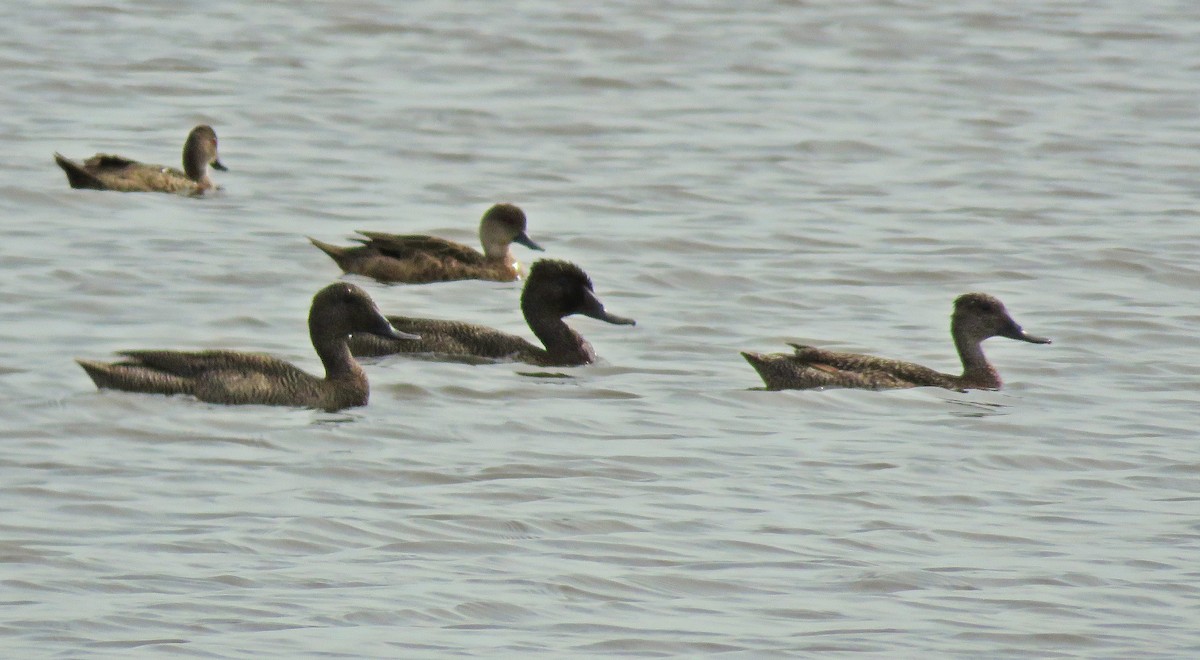 Freckled Duck - ML140899131