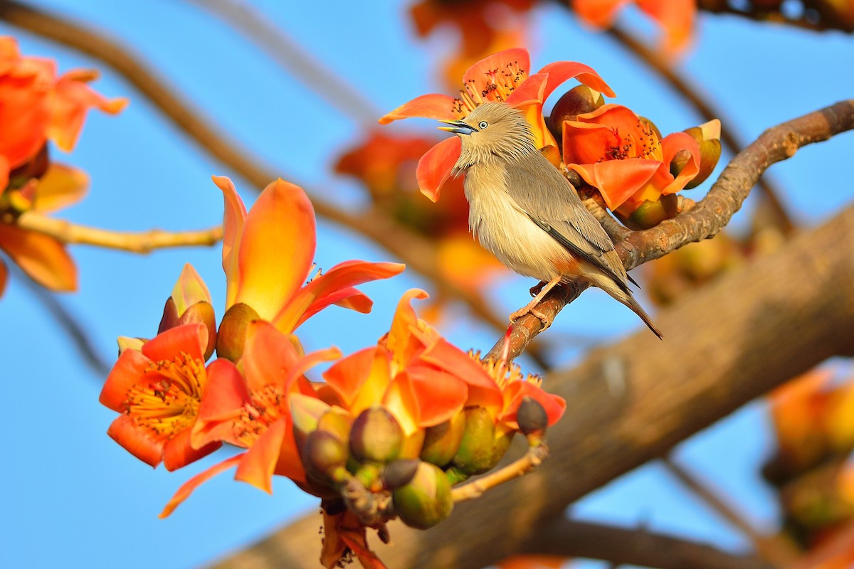 Chestnut-tailed Starling - ML140902041