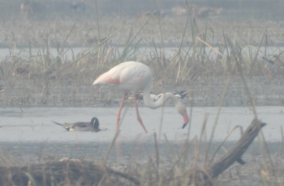 Greater Flamingo - ML140903221