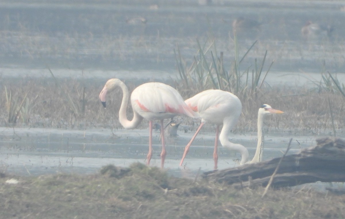 Greater Flamingo - ML140903231