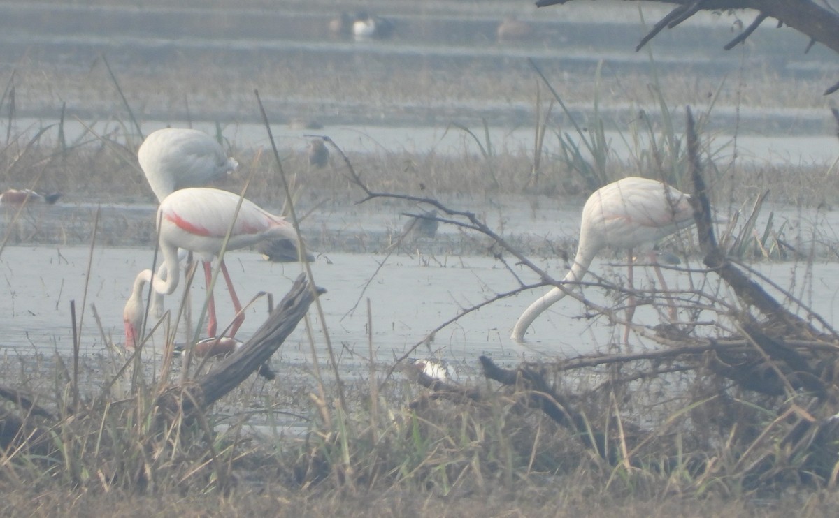 Greater Flamingo - ML140903251