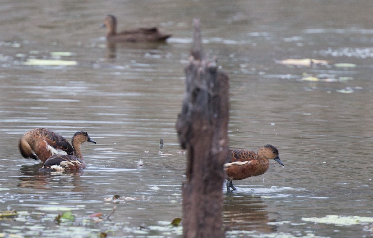 Wandering Whistling-Duck - ML140903311