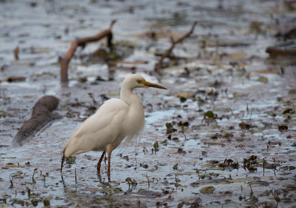 Plumed Egret - Geoff Dennis