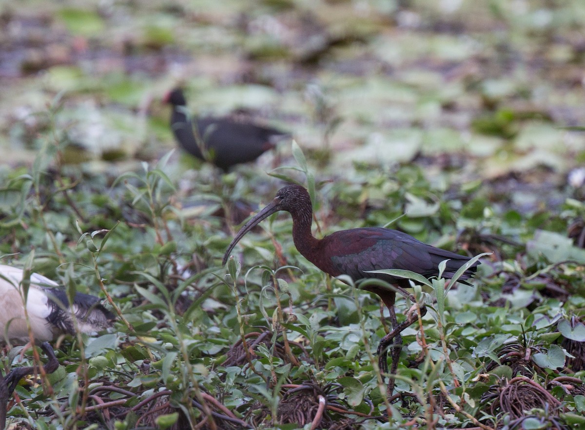 Ibis falcinelle - ML140903761