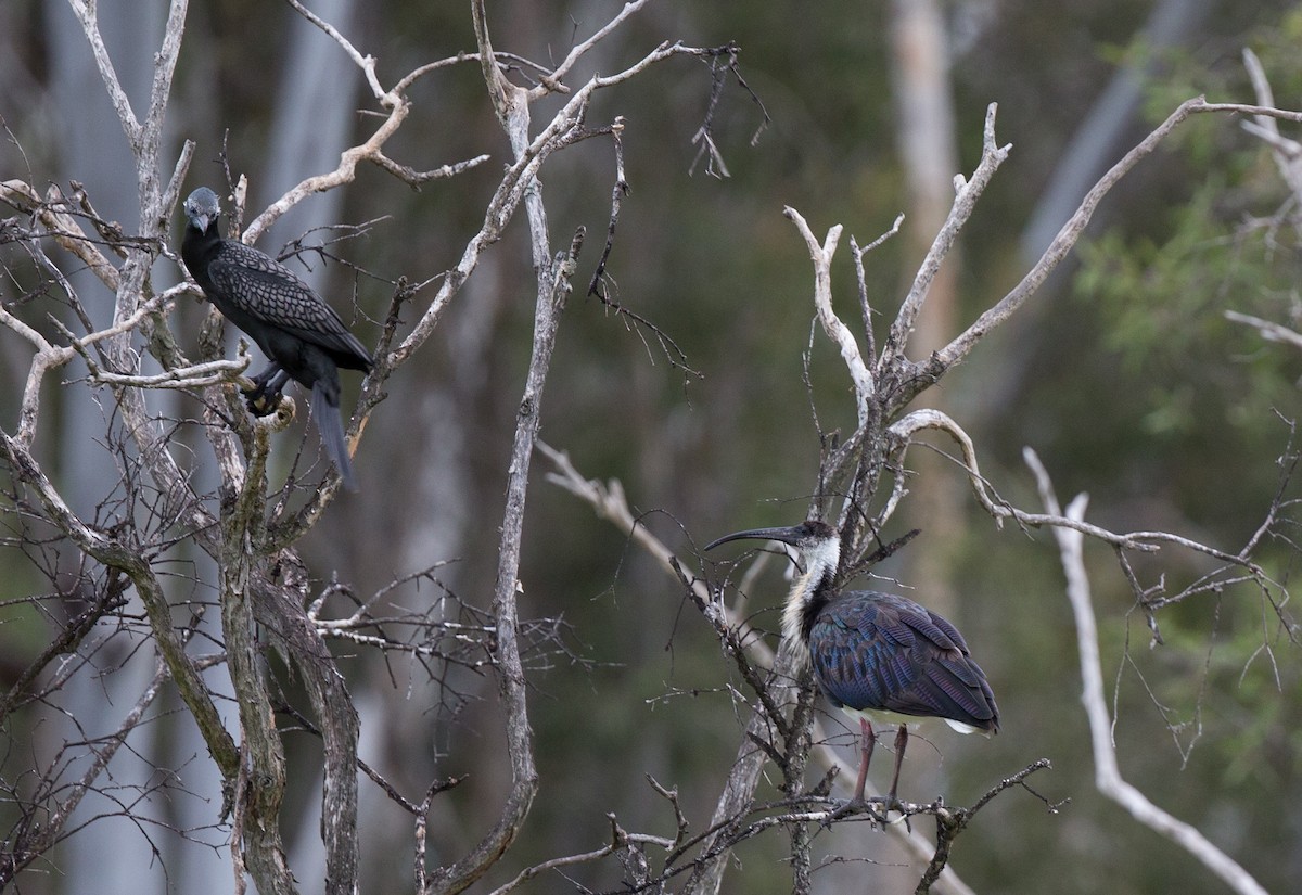 Straw-necked Ibis - ML140903791